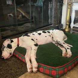 Great Dane Puppies from KD Sweet Southern Danes