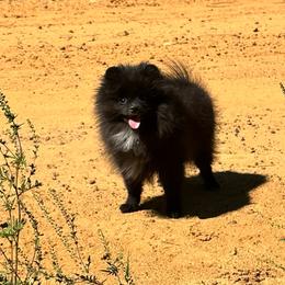 Huck - Black male Pomeranian puppy in Lyons, Georgia from Its a Poms Life Kennel