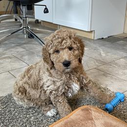 Boy 3 - male Goldendoodle puppy in Sugarcreek, Ohio from True Hearted Doodles