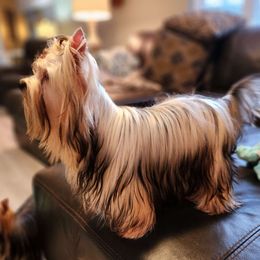 Tinsley - Yorkshire Terrier