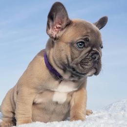 French Bulldog Puppies from Emeraldfrenchies