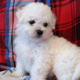 AKC Bichon Frise - Girl 2 - male Bichon Frise puppy in Spokane Valley, Washington from Anna's Bichon Frise