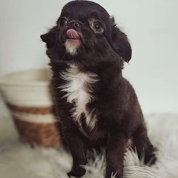 AKC Chocolate girl - Chocolate female Chihuahua puppy in Brooklyn, New York from Nadezhda's Chihuahuas