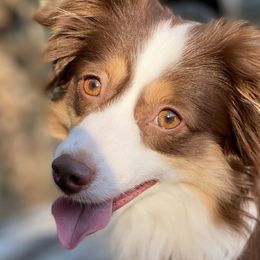 Amber - Miniature Australian Shepherd