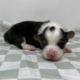 Vanilla Bean (fluffy) - Black and tan female Pembroke Welsh Corgi puppy in Waco, Texas from The Comma Corgis