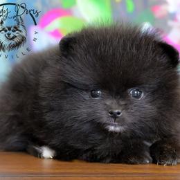Latte - Black female Pomeranian puppy in Fultonville, New York from Sandy Aussies & Pomeranians