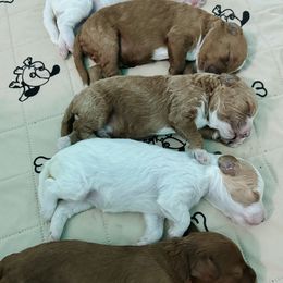 Aussiedoodles and Goldendoodles from Thompson Doodles