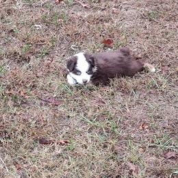 Miniature Australian Shepherd Puppies from Terri's Mini Aussies