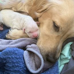 Golden Retriever Puppies from Loposky Goldens