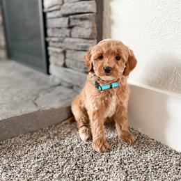 Sugar - Red  female Goldendoodle puppy in Billings, Montana from Montana Raised Doodles