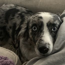 Miniature Australian Shepherd All Grown Up from Janes Pup Farm