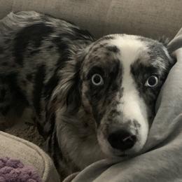 Miniature Australian Shepherd All Grown Up from Janes Pup Farm