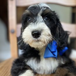 Merle Haggard - Tri-color Bernedoodle puppy in Bastrop, Texas from Sweet Pea Bernedoodles
