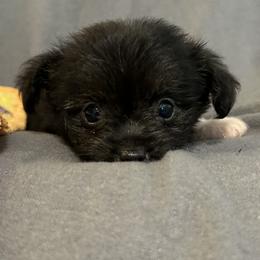 Tinkyboo - Black and white female Chihuahua puppy in Bell, Florida from BellCrist Little bits