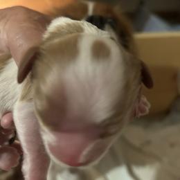 Cavalier King Charles Spaniel All Grown Up from Cutie Pie Cavaliers