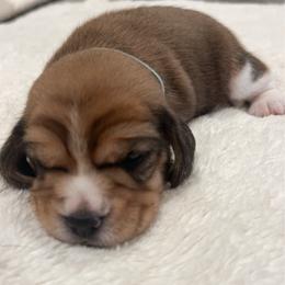 Louie - Red black and white male Beagle puppy in Brownsboro, Texas from Willow Bark Beagles