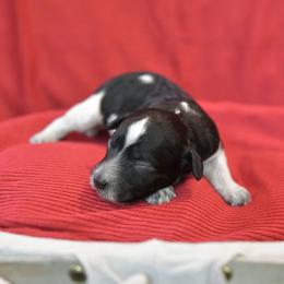 Girl 3 - Parti female Poodle puppy in Bauxite, Arkansas from Mountain Ridge Poodles