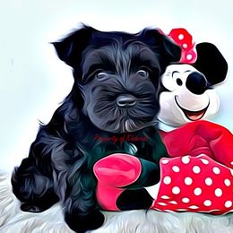 Miniature Schnauzer Puppies from Kindred’s Classic Miniature Schnauzers