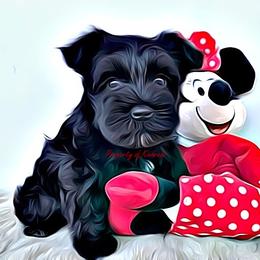 Miniature Schnauzer Puppies from Kindred’s Classic Miniature Schnauzers