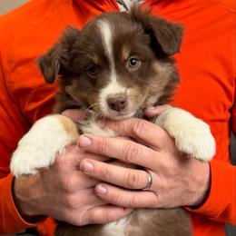 Red tri 2 - Red tri-color female Australian Shepherd puppy in Craig, Missouri from Hidden Hollow Aussies