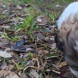 Shih Tzu Puppies from We Shih Tzu Not!