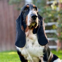 Wally - Basset Hound