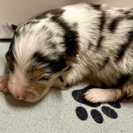 Blue merle 1 - Blue merle male Australian Shepherd puppy in Cotati, California from Tried and True Aussies