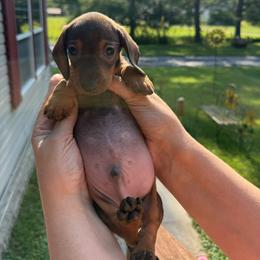 Boy 2 - Red male Dachshund puppy in Marinette/Green Bay, Wisconsin from Incahoots Smooth and Wirehaired Dachshunds