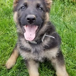 German Shepherds from Von Ricketts Dogs