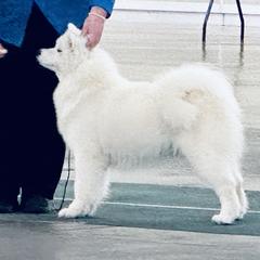 Samoyeds from Aloha Samoyeds