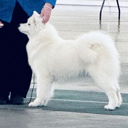 Samoyeds from Aloha Samoyeds