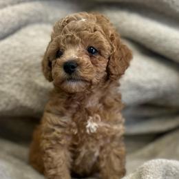 Roo - Red male Cavapoo puppy in Liberty Hill, Texas from Cuddlebug Cavapoos of Austin