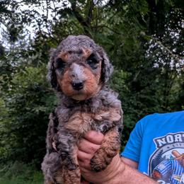 Coco - Blue merle female Aussiedoodle puppy in Yacolt, Washington from Aussiedoodles by Maggie