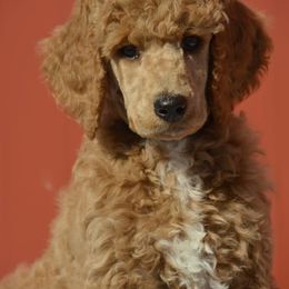 Poodles from Big Piney Poodles