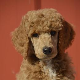 Poodles from Big Piney Poodles