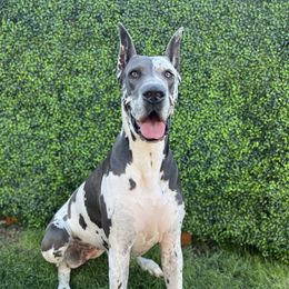 Kailua - Great Dane