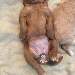 Goldendoodle Puppies from Teddy Grace Doodles