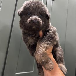 Ollie - Blue male German Shepherd puppy in Watervliet, Michigan from M&M Shepherd Farms