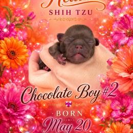 Boy 2 - Chocolate male Shih Tzu puppy in Dallas, Texas from Almost Heaven Shih Tzu