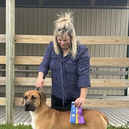 Lady Mae - Boerboel