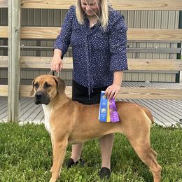 Lady Mae - Boerboel