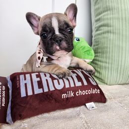 Mocha Belle - Fawn and white female French Bulldog puppy in Los Angeles, California from Vergara Bulls