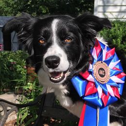 Border Collies from Doggie D'Tails