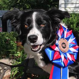 Border Collies from Doggie D'Tails