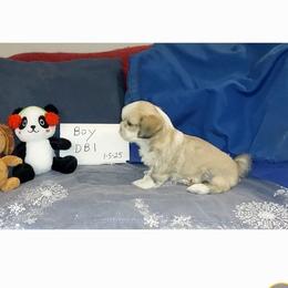 Max DB1 - Golden male Lhasa Apso puppy in Norman, Oklahoma from Steve's Puppies