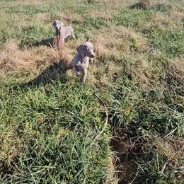 Weimaraner Puppies from So-IN Weimaraner's