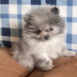Pomeranians from Classy Poms