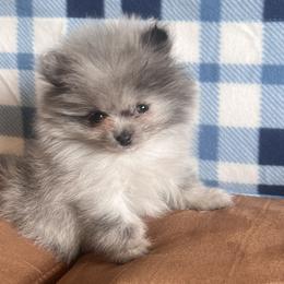 Pomeranians from Classy Poms