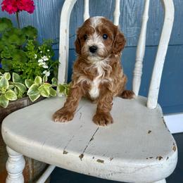 Mabel - Red female Cavapoo puppy in Manheim, Pennsylvania from Paige Haldeman's Cavapoos and Shichons