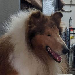 Devon - Collie